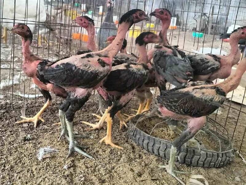 Gà Chọi Cánh Tiên – Huyền Thoại và Bí Mật Dòng Gà Chiến Bất Bại