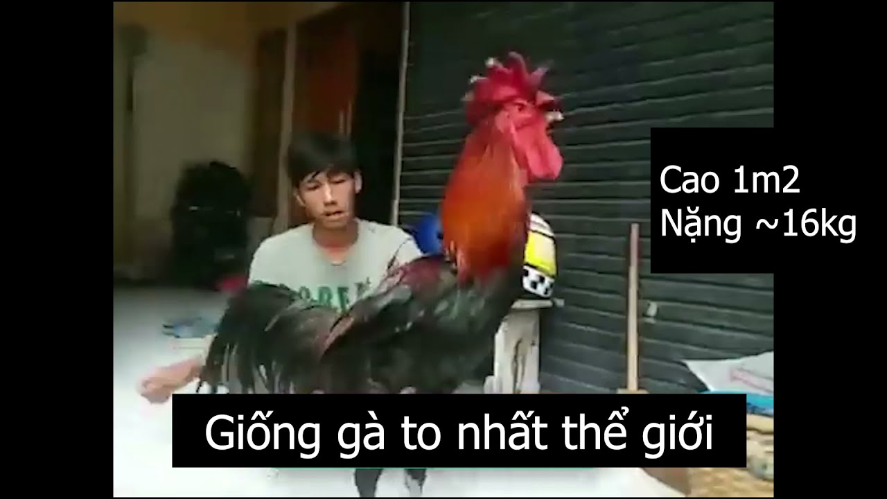 ga dieu do la gi 67cfb044086fd