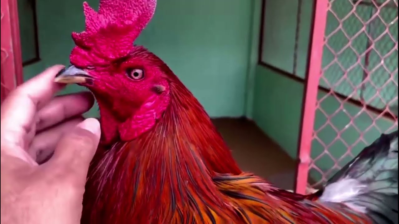 Gà Điều Đỏ Là Gì - Bí Mật Giống Gà Chiến Bất Bại?